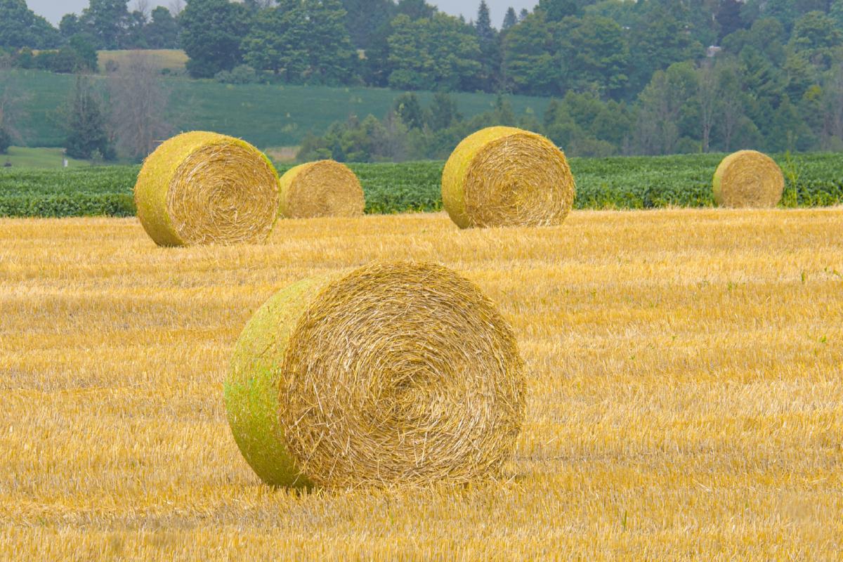 PAC y protestas: qué se ha logrado y qué falta PAC y protestas: qué se ha logrado y qué falta